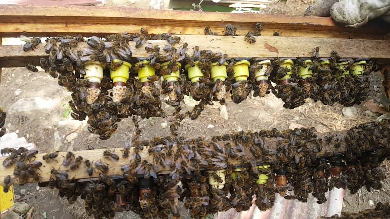 ABEJAS AGRESIVAS, vea como mejorar su genetica🇩🇴#abejas ##apicultura #colmenas ##apiario