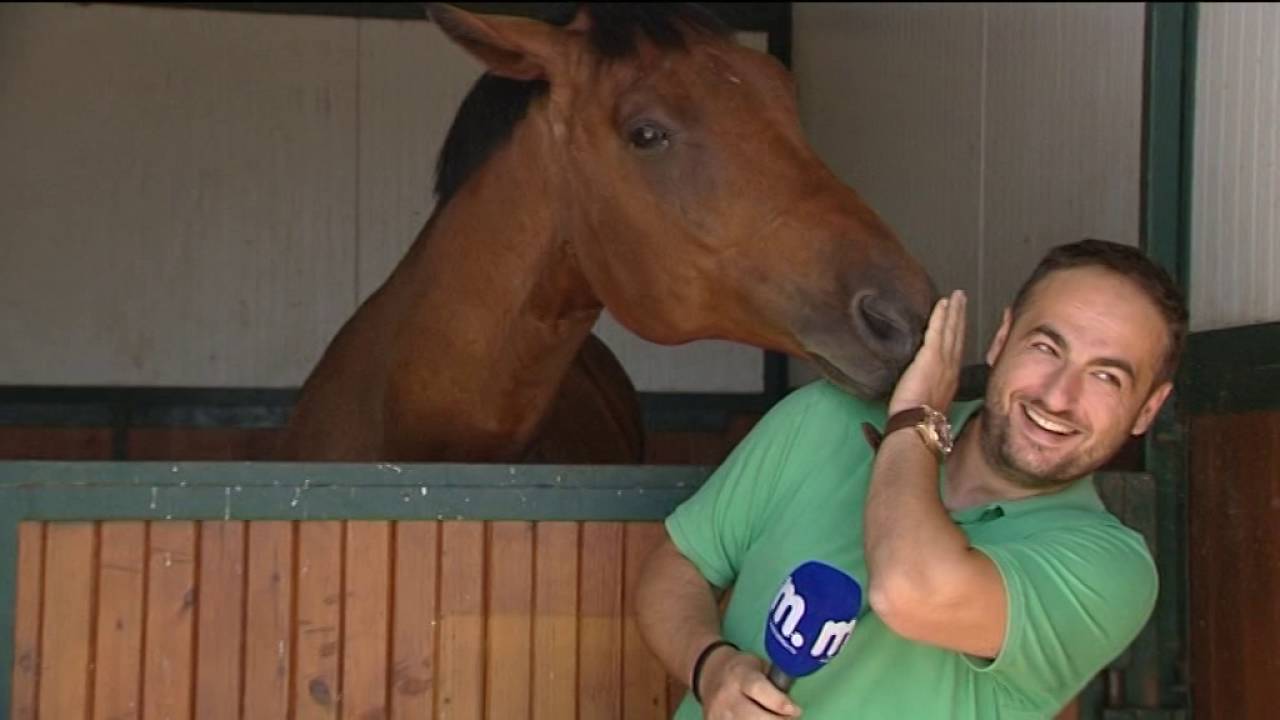 Horse loves TV reporter
