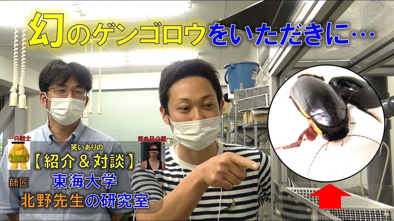 幻のシャープゲンゴロウモドキがついに！東海大学の北野研究室へ