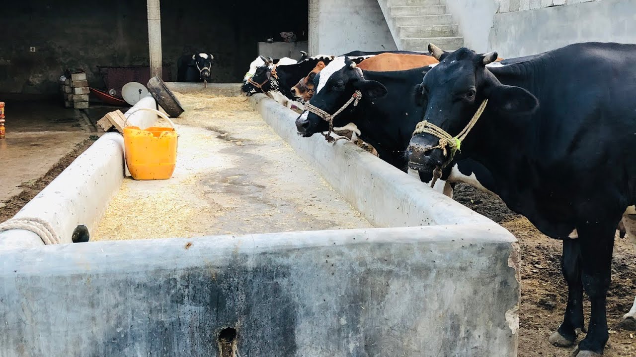Syed farm taxila work routine daily hard work but good work 