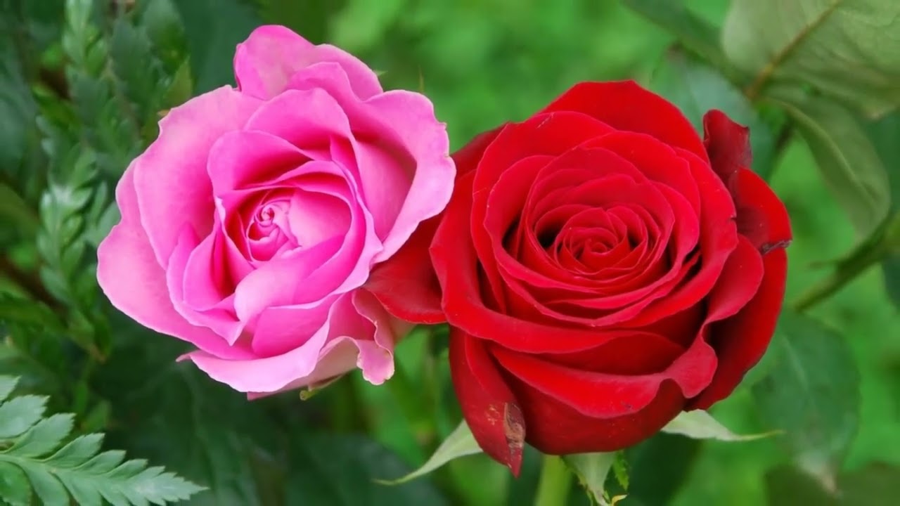 Poema: La rosa del reloj.