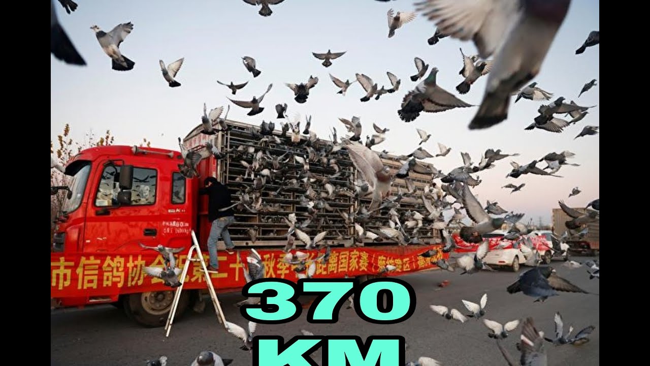 370 km aerial race of pigeons for Normashir Club