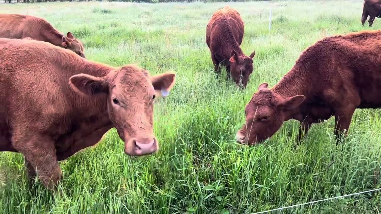 How to Transform Poor Forage Simply By Grazing Management.
