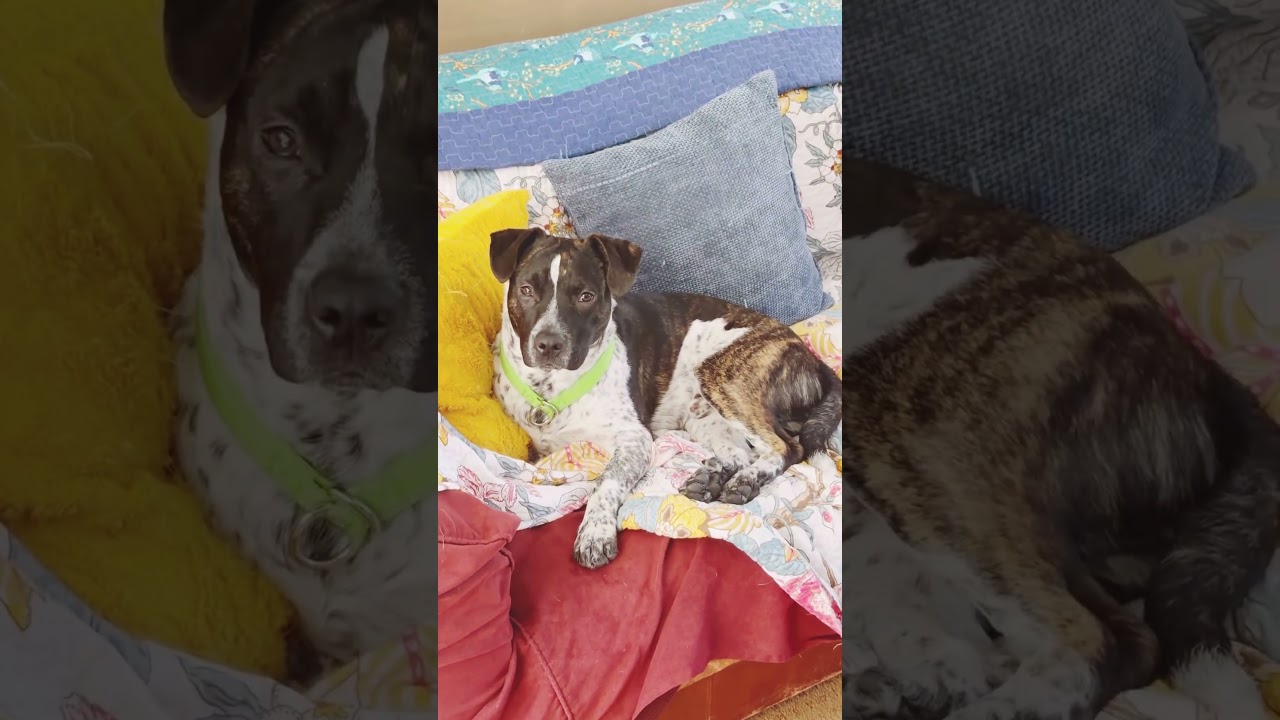 You found Jetson the Pit Heeler!! He’s got spots and stripes!! 🐶🐶🐶 