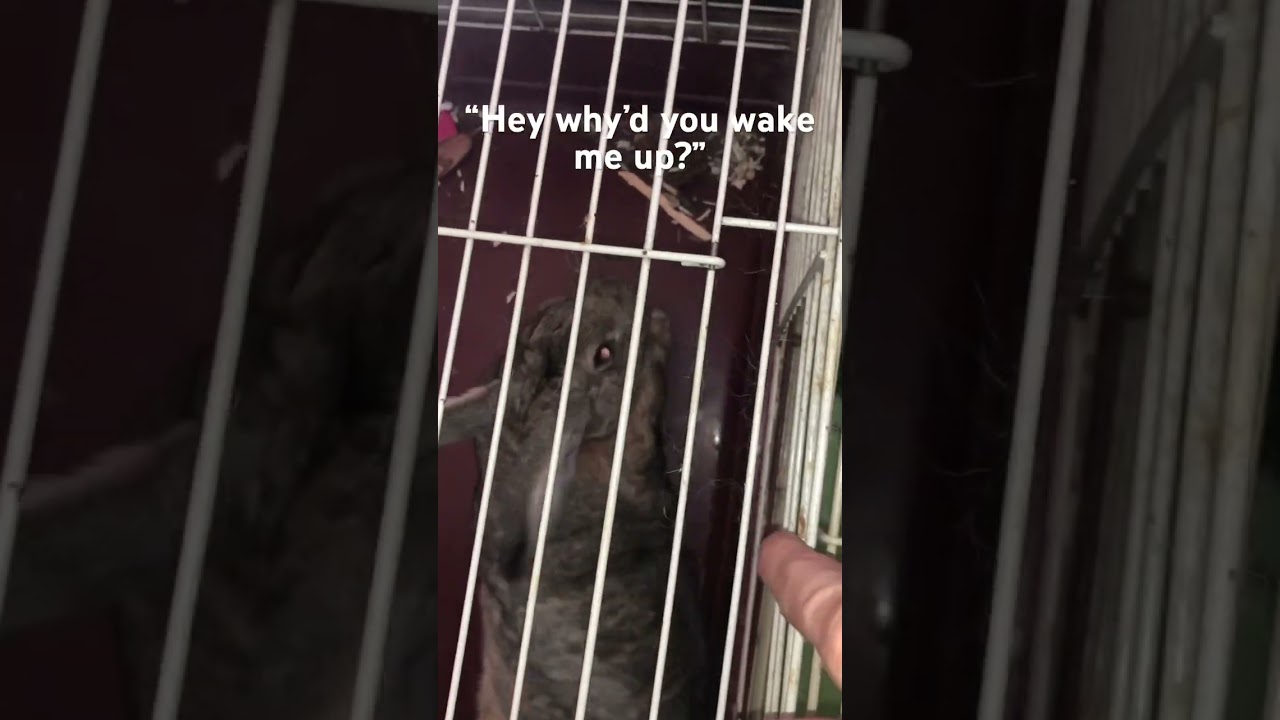 Startled from the slumber&hellip; #rabbit #cutenessoverload #forupage #getmeviral #viralvideo #viral #yurr