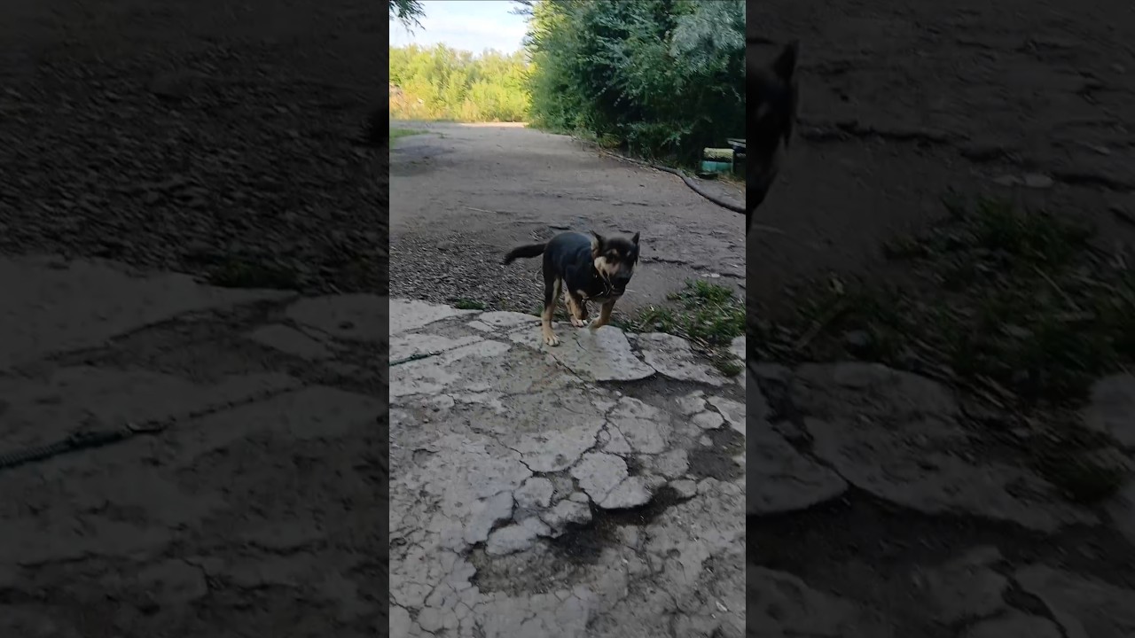 Жужа. Рождение легенды