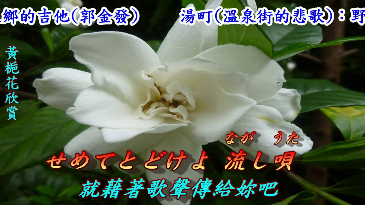 湯の町エレジー(溫泉街悲歌)1948(日語~近江俊郎+翻譯)銘哥翻唱 [台版~溫泉鄉的吉他(郭金發)]