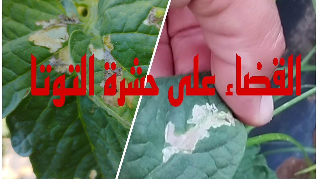 طريقة مبتكرة للقضاء على حشرة التوتا بمحاصيل الطماطم (البندورة) دون اللجوء الى المبيدات المكلفة.