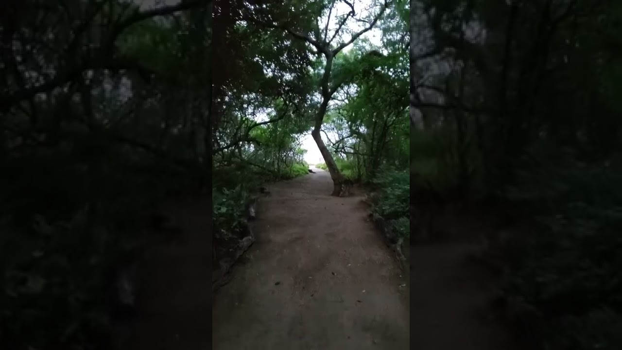 Our private path to the beach, in Playa Grande, Costa Rica 🇨🇷