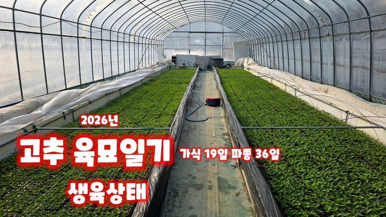 고추 육묘일기 가식 19일 파종 36일 괴산청결고추 고추 모종키우기 충북 괴산 감물 풀뿌리농장 석성수 [고추재배방법]