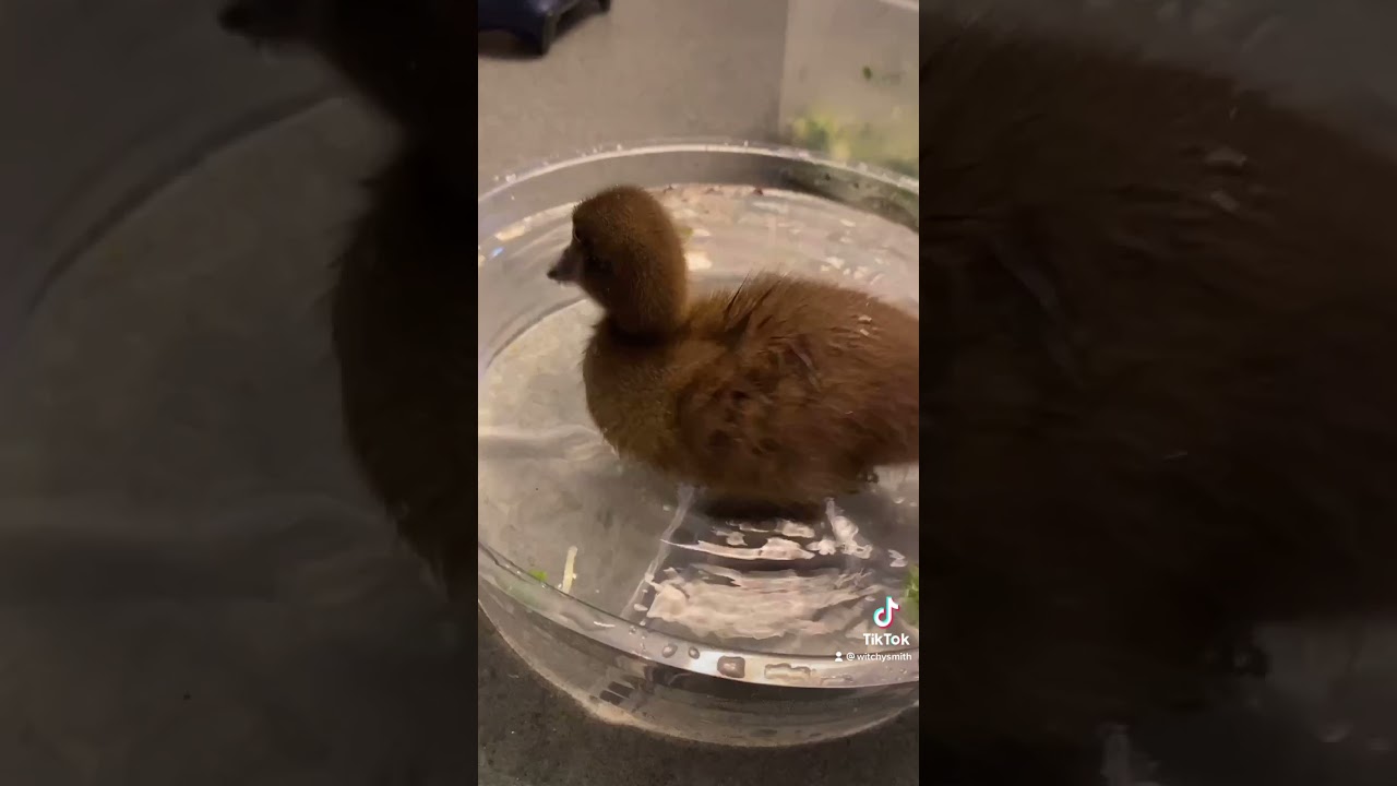 Duckling takes a bath for the first time!