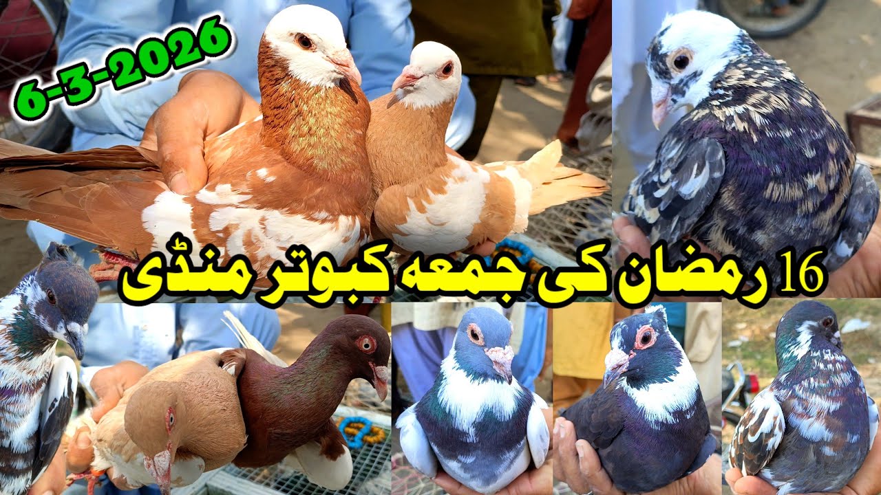 16 Ramzan Friday Pigeon Market Layyah🕊️ Colorful Kabootar For Sale | Shirazi Khal Kabootar Bazi 2026