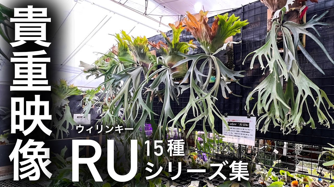 【日本初】あのワイルド個体が立ち並ぶ変態ビカク店より...