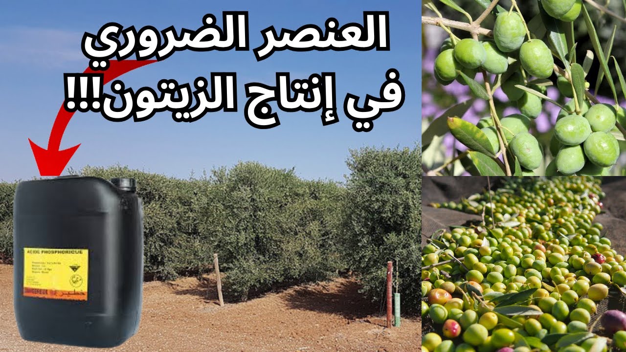 ضرورة استعمال عنصر حمض الفوسفوريك في زراعة أشجار الزيتون، البلدية، الحوزية، لاربيكوين، olive tree
