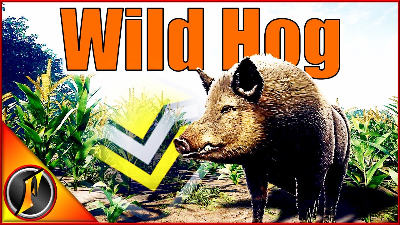 Monster Diamond Wild Hog in a Corn Field!