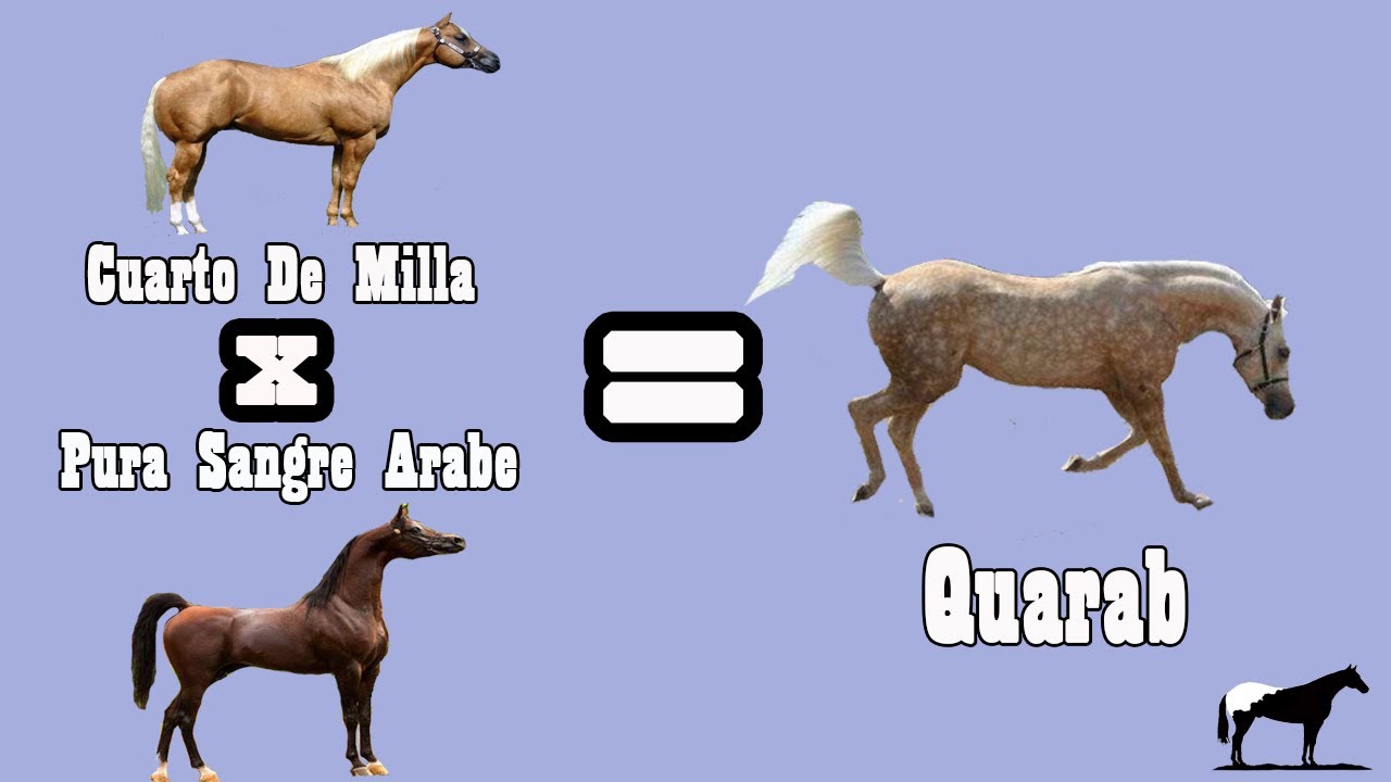 El Quarab (Arabe X Cuarto de Milla) 🐴-Del Cerro Soy