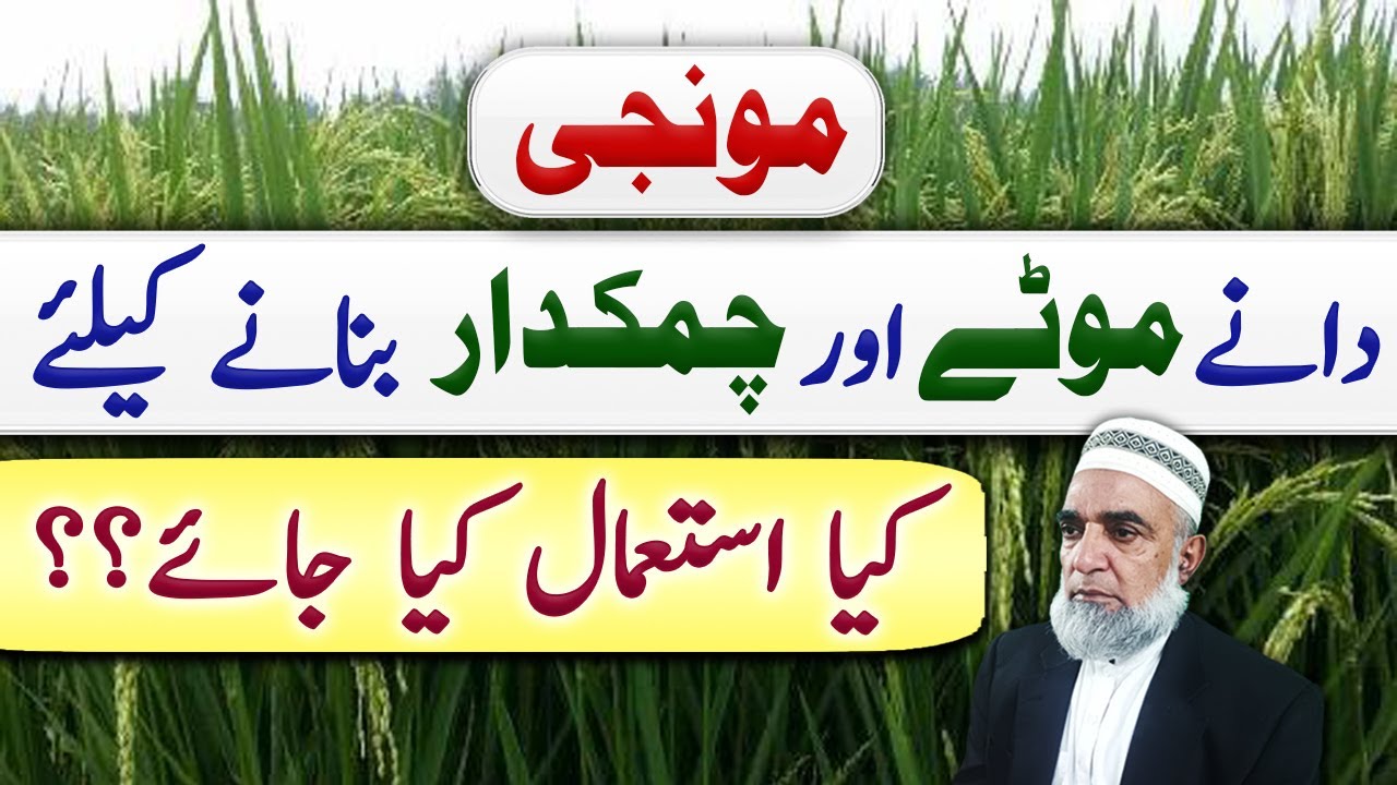How to improve the size and shine of Rice grains || Crop Reformer