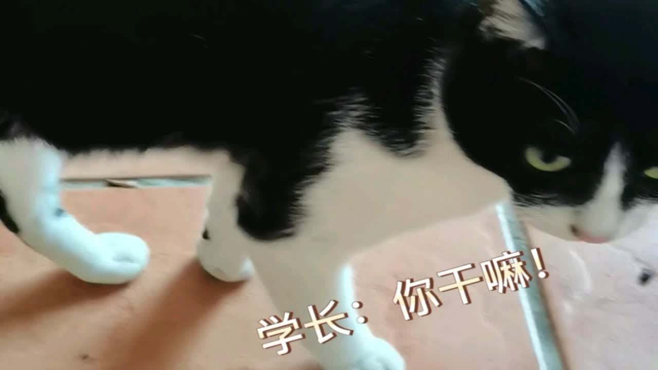 【广东药科大学】猫系学长：什么，你说我傻！^{ↀ▃ↀ}^