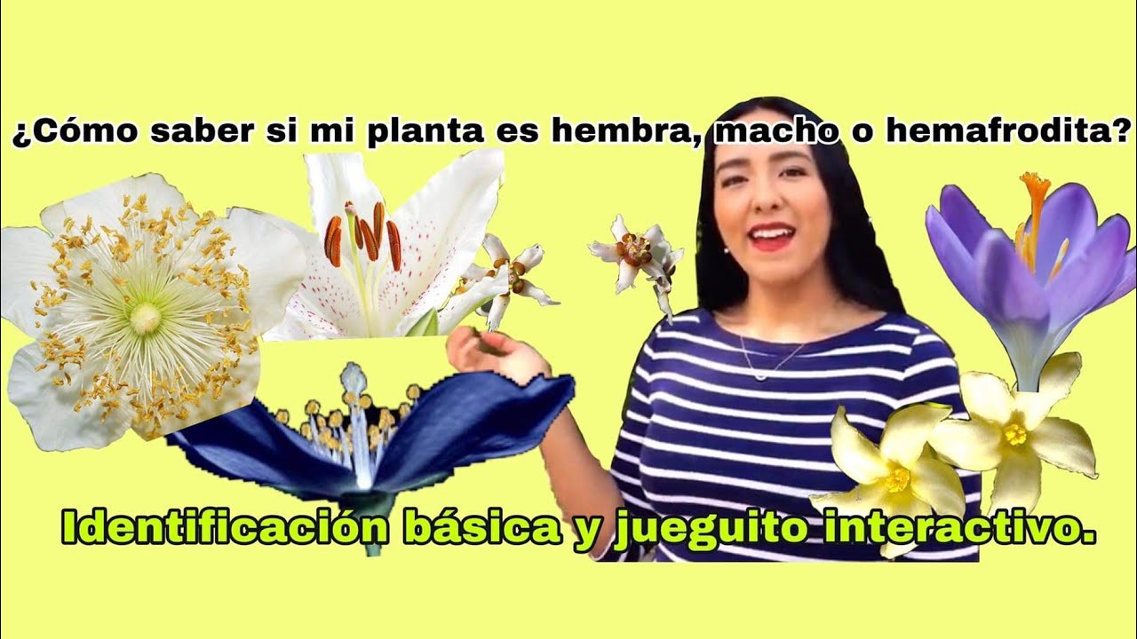 &iquest;C&oacute;mo identificar el sexo de las flores? Interactivo