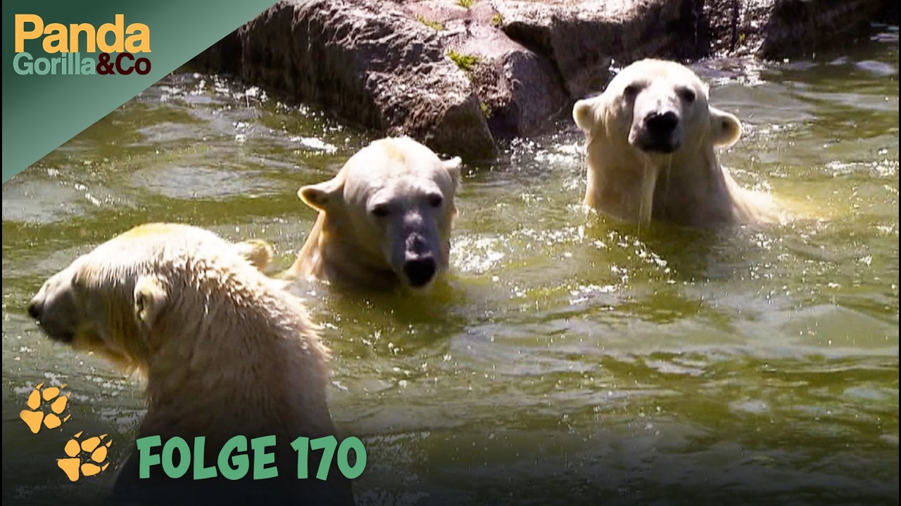 Badespaß bei den Eisbären – Die Golden Girls vom Zoo Berlin | Panda, Gorilla & Co.