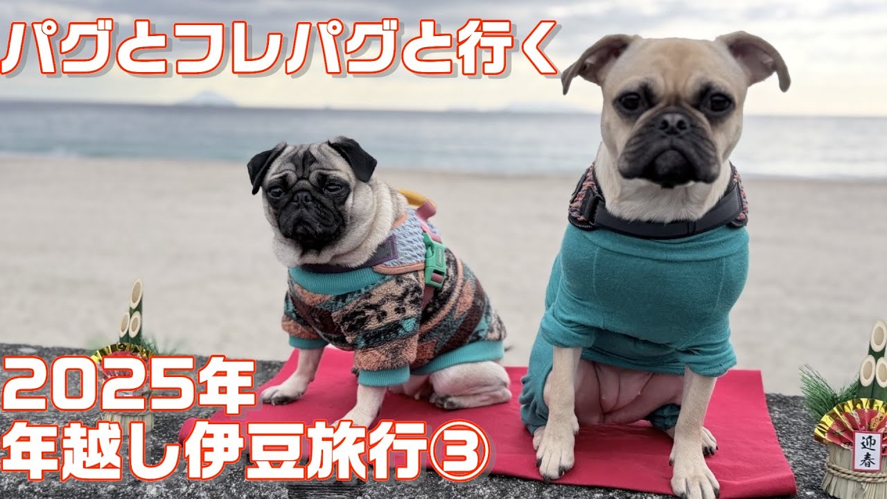 【パグとフレパグと行く2025年 年越し伊豆旅行③】パグとフレブル×パグの新生活