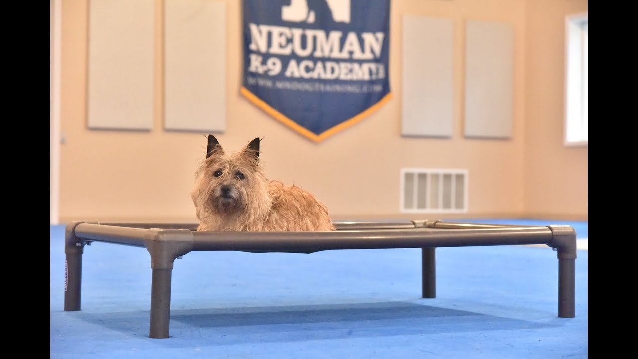 Lacie (Cairn Terrier) Boot Camp Dog Training Video Demonstration