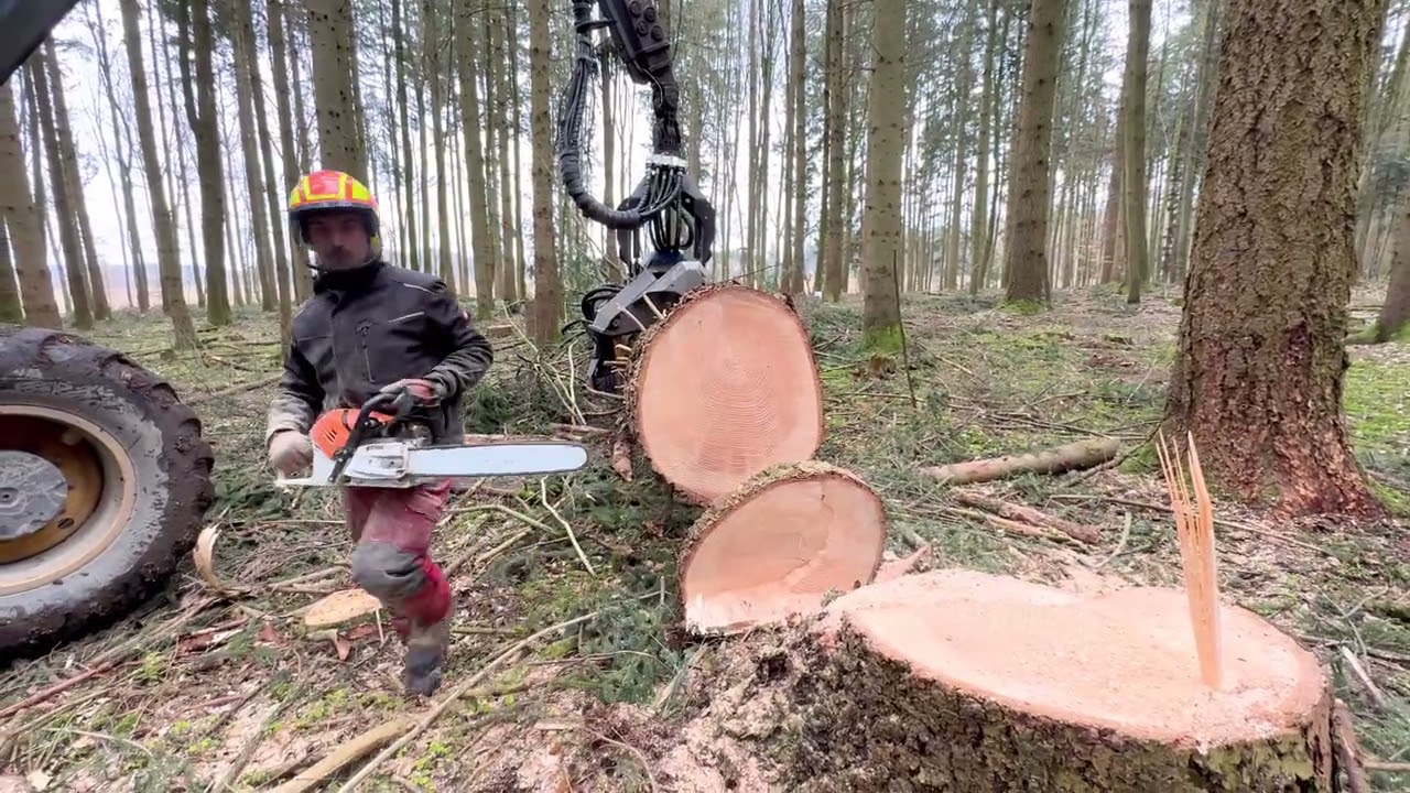 🌲 90 Jahre alte Douglasie gef&auml;llt &ndash; 70cm Durchmesser mit Rottne Harvester