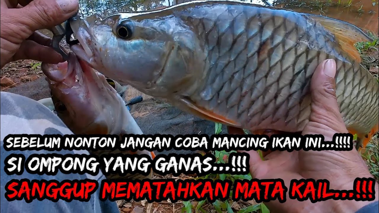 SAAT BANJIR DAN AIR KERUH PREDATOR OMPONG SEMAKIN GANAS || MATA KAIL SAMPAI BENGGANG