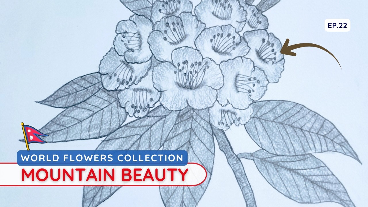 Drawing Nepal's Lali Guras | National Flower | Symbol of Spring (22)