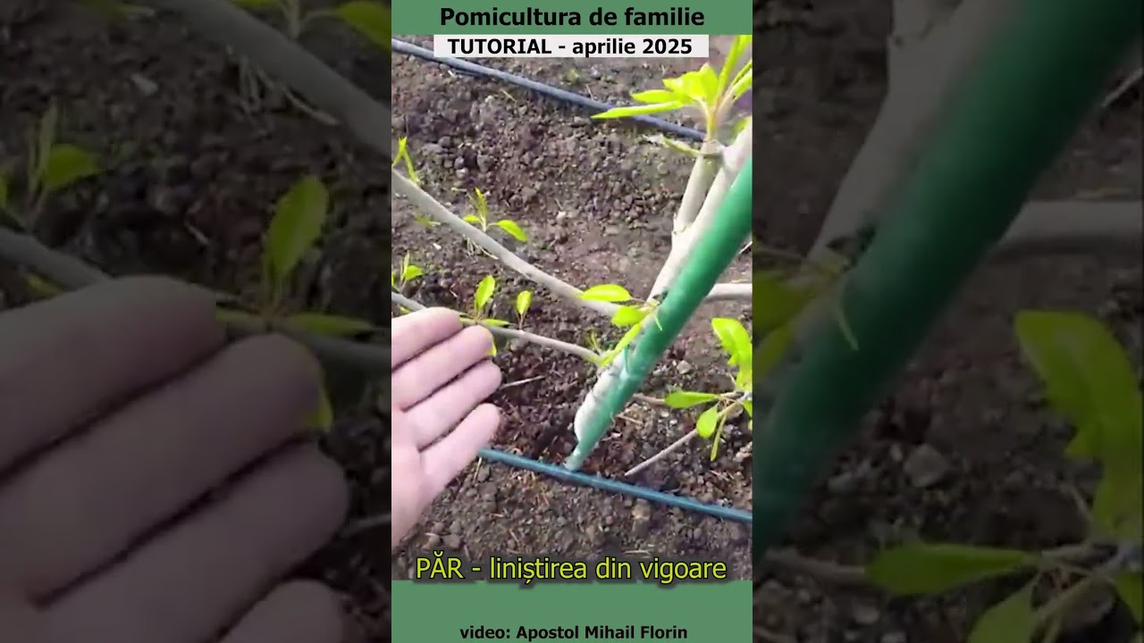 Pomicultura de familie - PĂR - liniștirea din vigoare