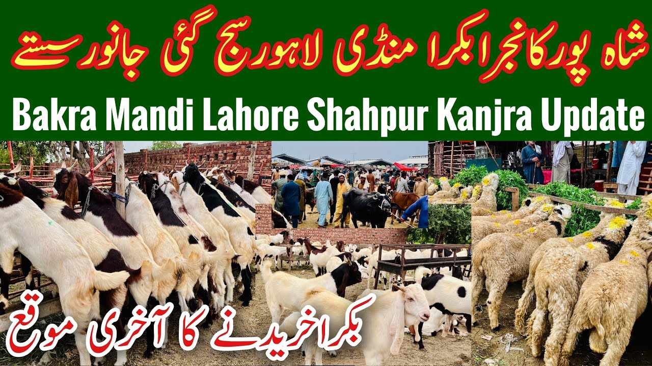 Shahpur Kanjra Mandi Lahore 2026, Shahpur Kanjra Mandi, Bakra Mandi 2026, Qurbani 2026, Mr Phirtu