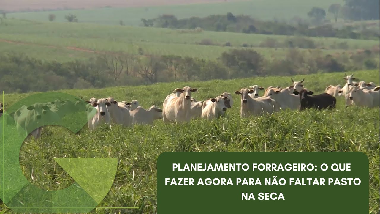 PLANEJAMENTO FORRAGEIRO: O QUE FAZER AGORA PARA NÃO FALTAR PASTO NA SECA