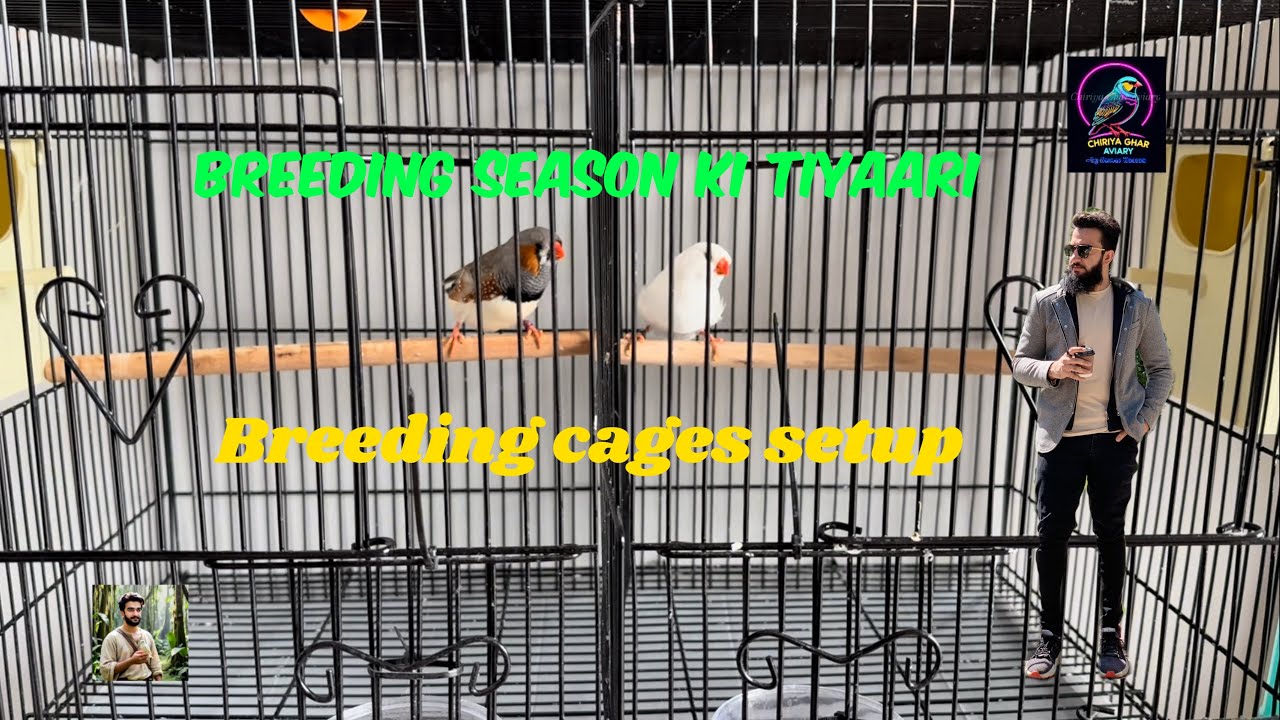How To Setup Breeding Cage For Zebra Finches: Zebra Finches K Leay Breeding Cages Laga Deay #birds 