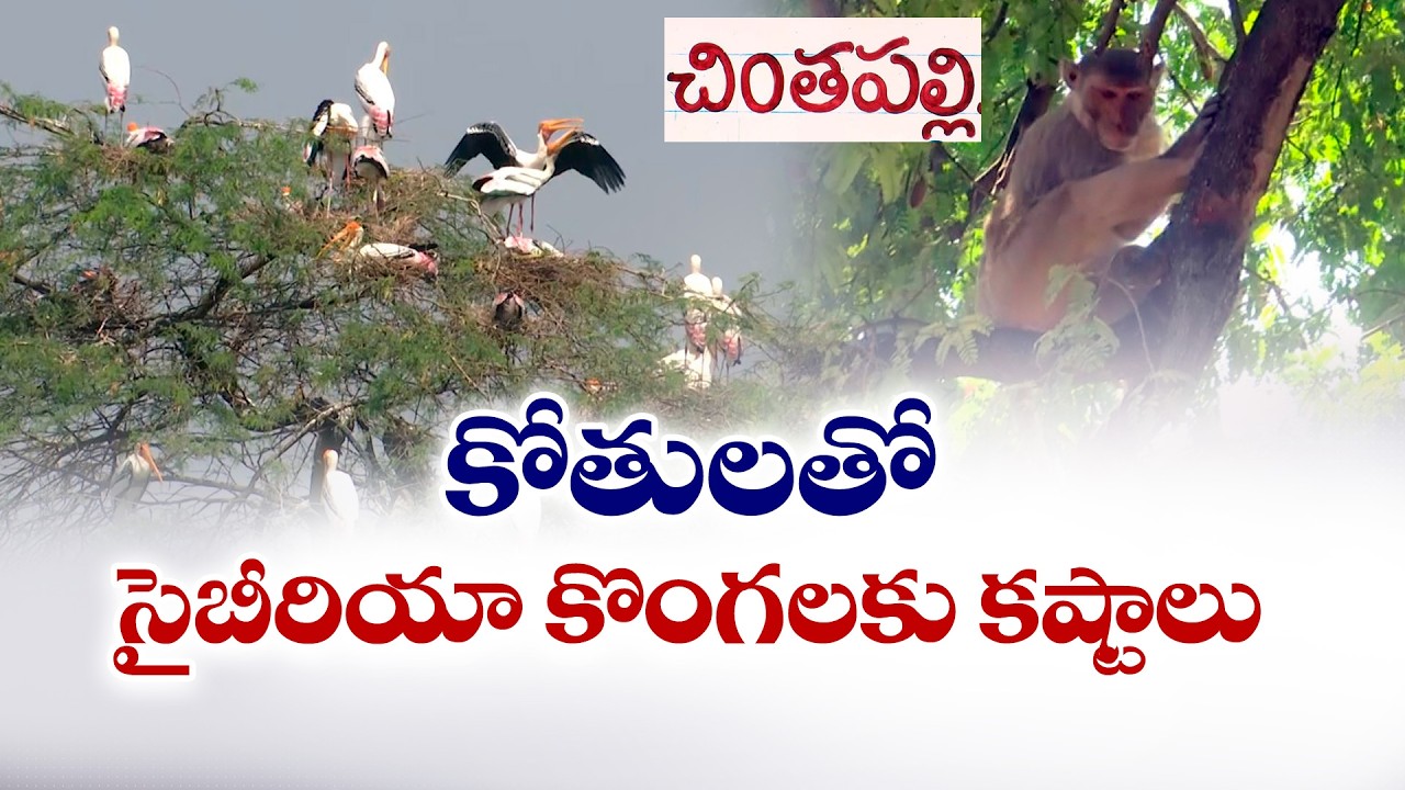 ETV Special Story on Siberian Cranes | Guests of Khammam for Over a Century