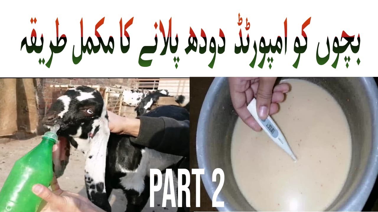 Complete Way of Feeding Goat Babies Imported Milk || Best Milk Replacer || 200% Result || Part 2 ||