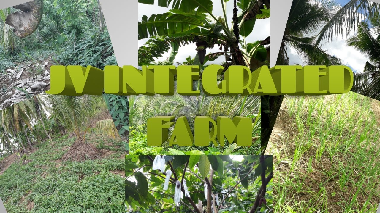 JV INTEGRATED FARMING :IBA'T-IBANG TANIM SA ATING FARM