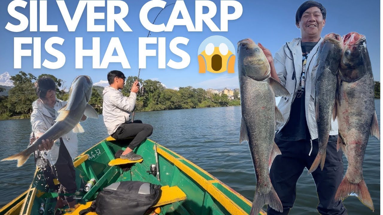 SILVER CARP POKHARA ￼FEWA LAKE FISHING😱