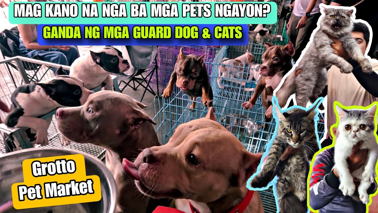 MAGKANO NALANG BA MGA  PETS NGAYON SA GROTTO PET MARKET? 