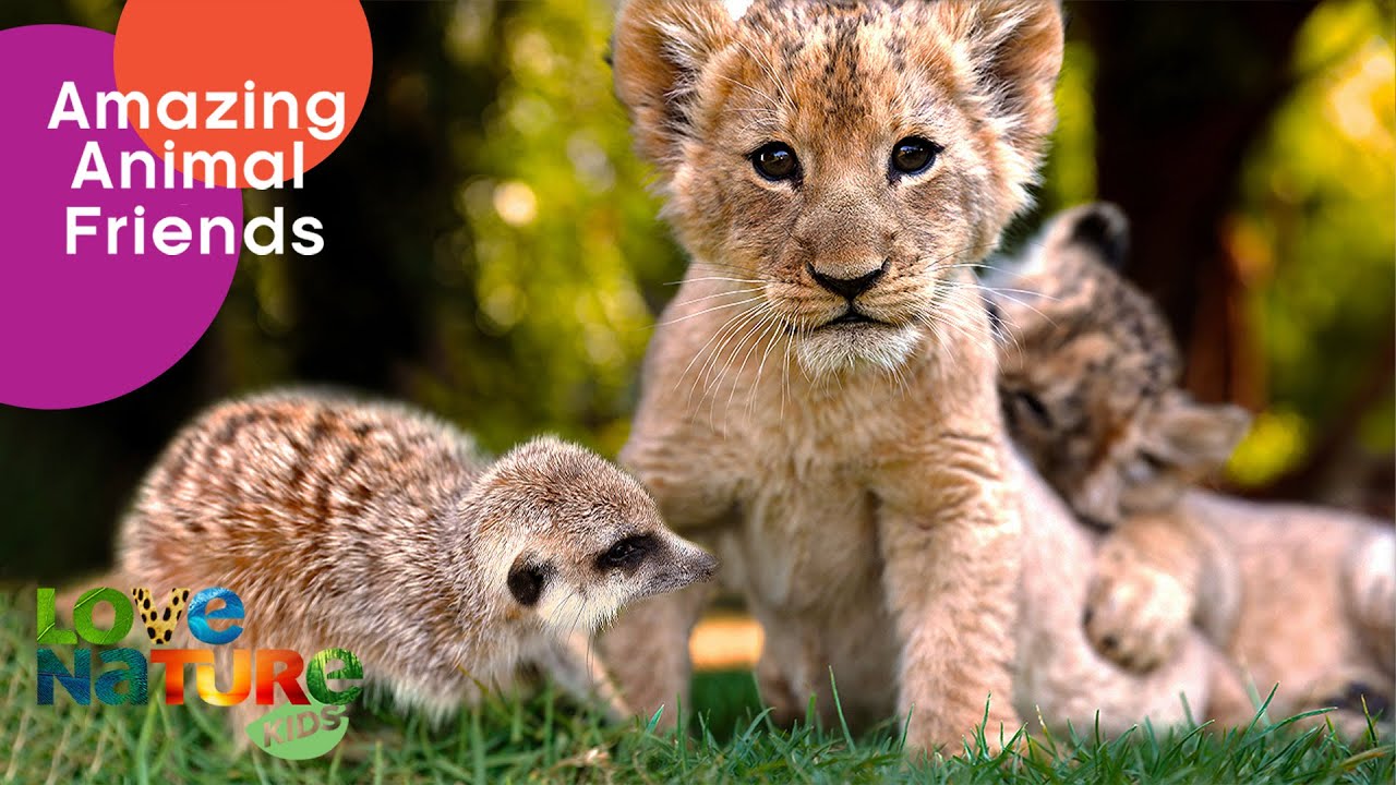Surprising Animal Friends: Lion Cubs, Hyena, Meerkat, Turkey, Dog | Love Nature Kids