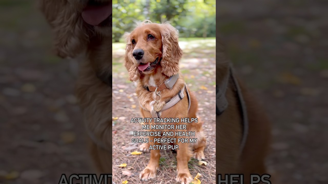 Here are 3 reasons why you should get a Tractive GPS tracker for your dog this 2025 🐾 