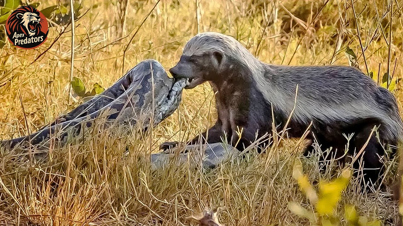 Las Peleas M&aacute;s Locas De Tejones De Miel En La Tierra Captadas En C&aacute;mara | Mundo Animal