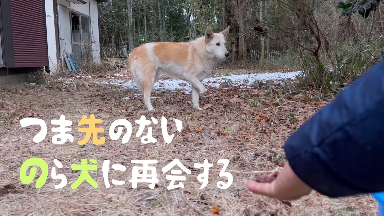 つま先のないのら犬に再会する｜けど詳細は明日になります【M.ダックスと近所ののら犬】