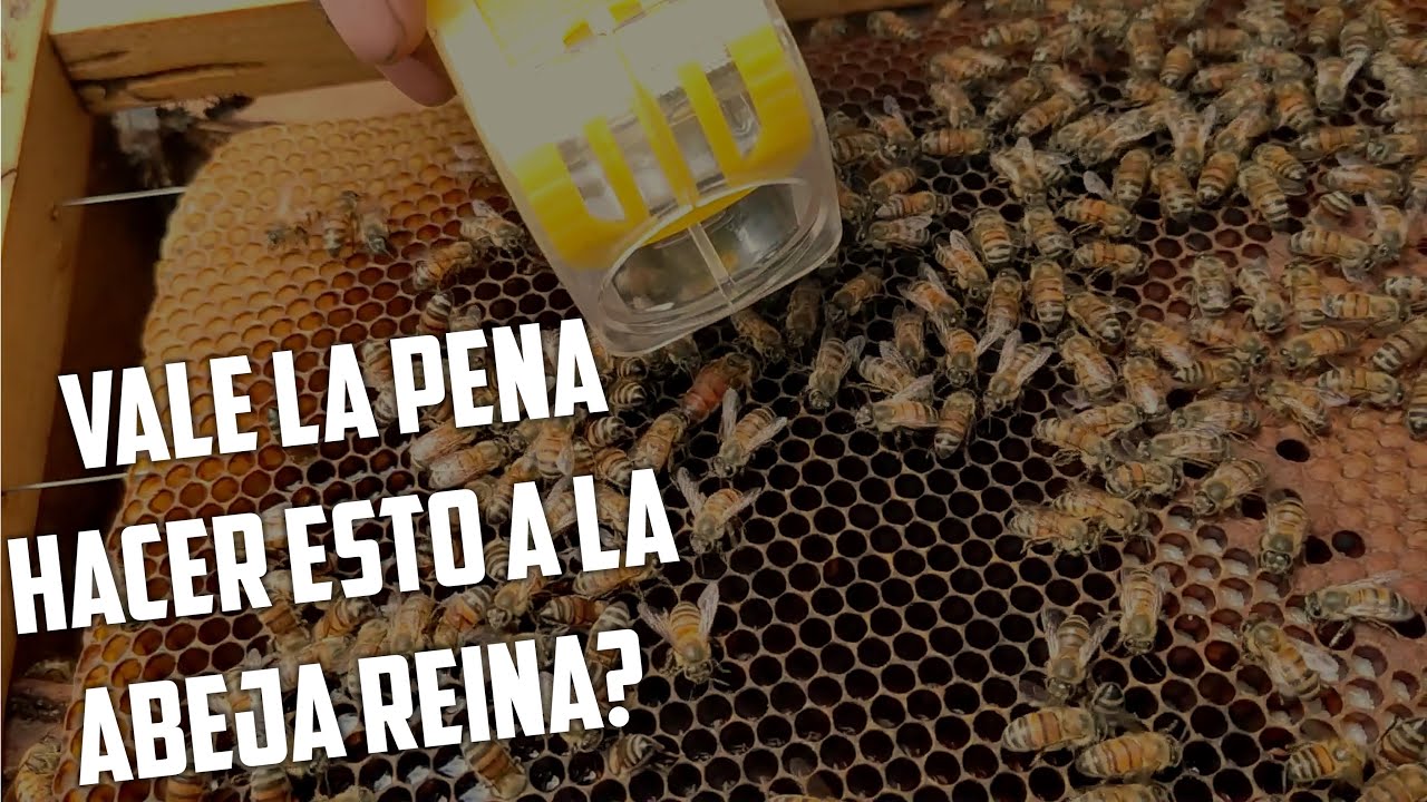 🖍️ ​Muchos realizan esta Actividad sin saber su importancia | Porque se Marca a la Reina 🐝​
