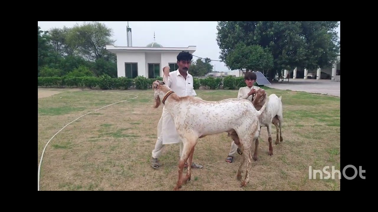 #makichani goats #animals #farming #