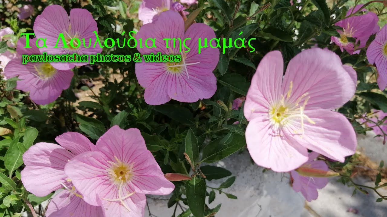 🌸 Μια όμορφη καλημέρα σε όλους 😊 😊 😊 🌸 🌸 🌸