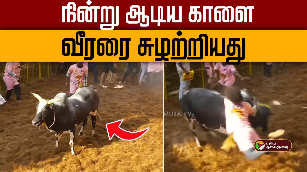 Avaniyapuram Jallikattu  | நின்று ஆடிய காளை.. வீரரை சுழற்றியது! | Pongal  | PTD