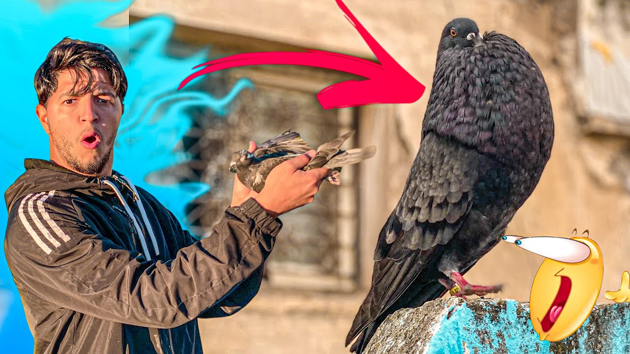 حمامة جديدة في سجنة 😍 أول مرة طلقتها طارت شفو شنو وقع 🤔