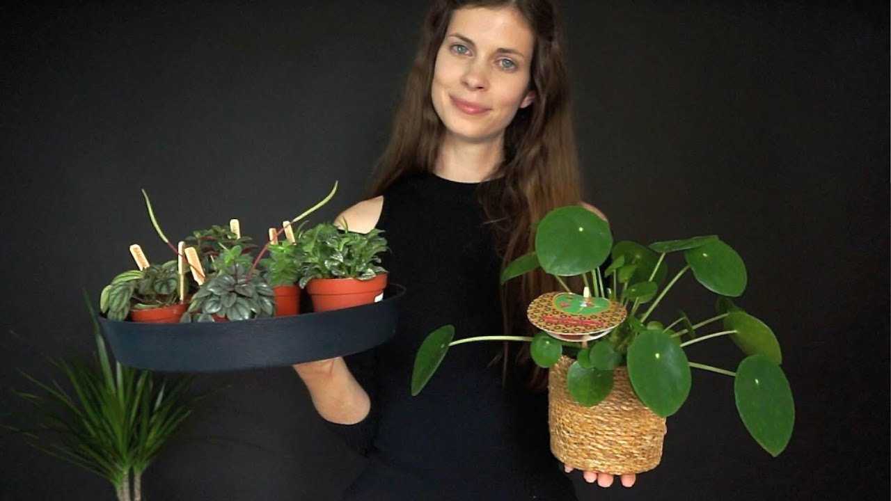 ASMR | plant lady helps you out 🌿(Dutch accent soft spoken)