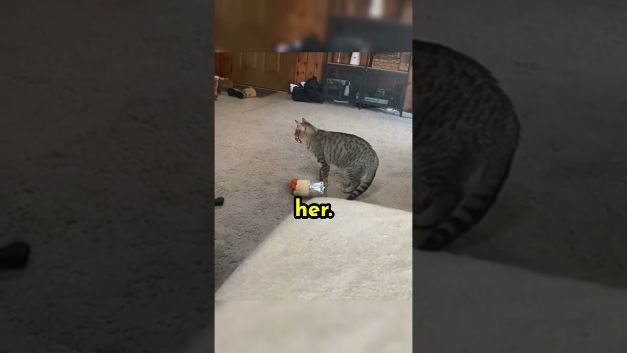 Blind Cat Plays With Friends