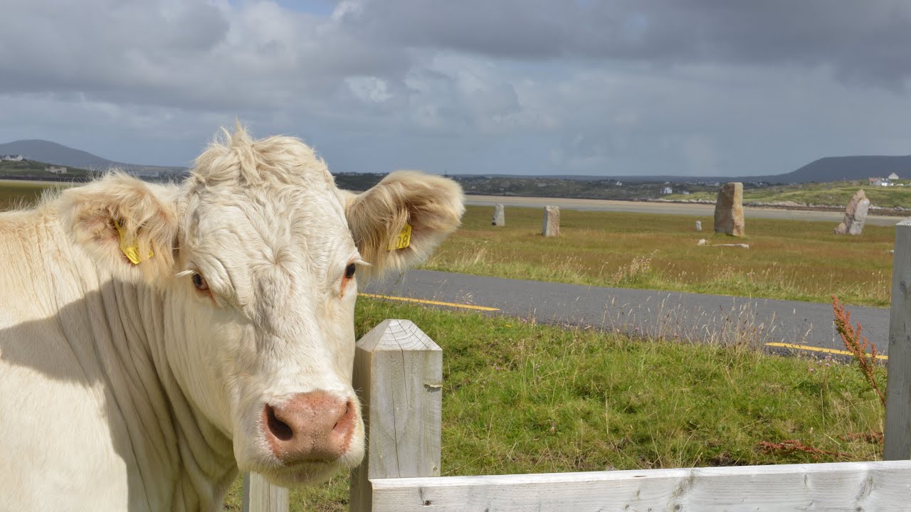 Road Scholar: The Best of Ireland: The Coast, the Countryside and Dublin